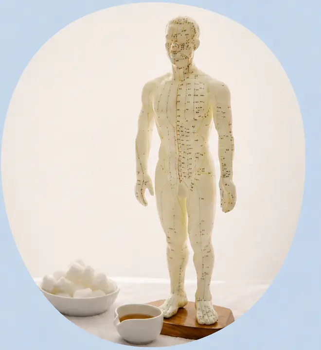 Traditional Chinese Medicine acupuncture model with meridian points